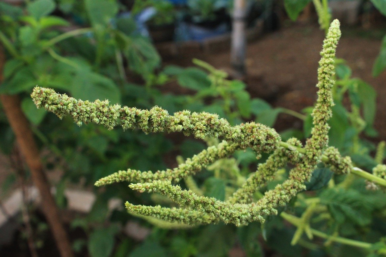 Amaranth: Nature’s Perfect Food