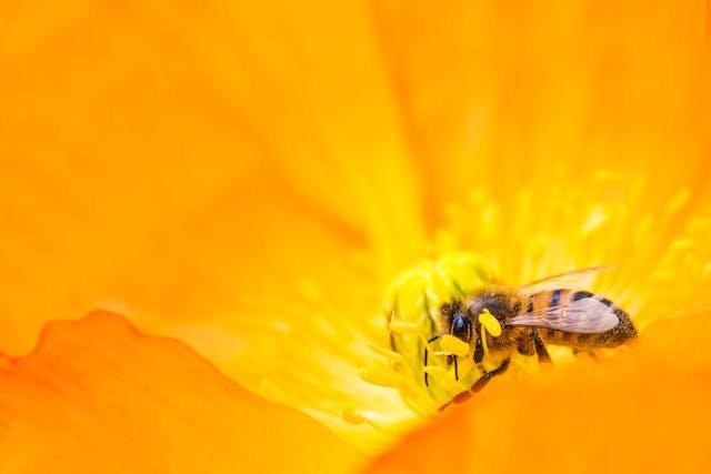 Bee Supplements For Your Health