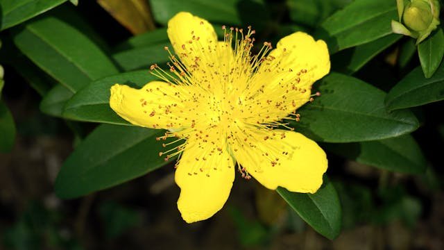 Benefits of Supplementing With St. John's Wort