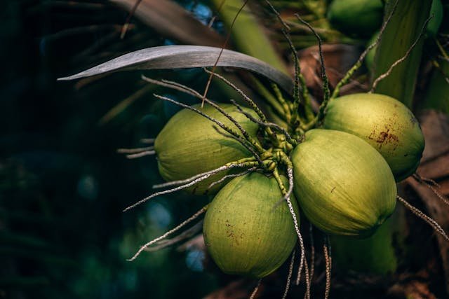 Coconut Oil as an Aid to the Immune System