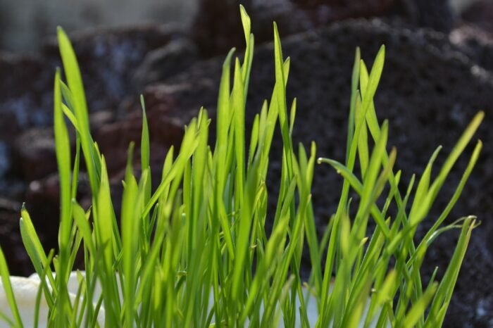 Wheatgrass: Nature’s Perfect Health Food